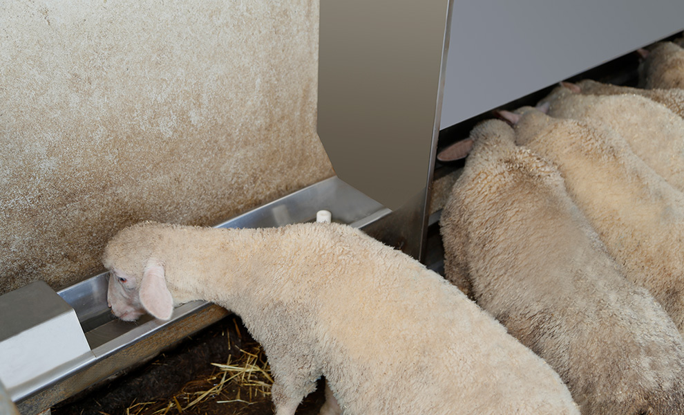 comederos y bebederos automatizados