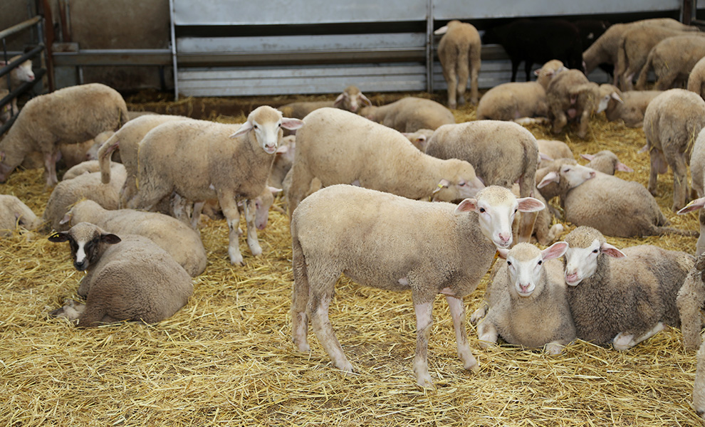 Granjas sin masificar