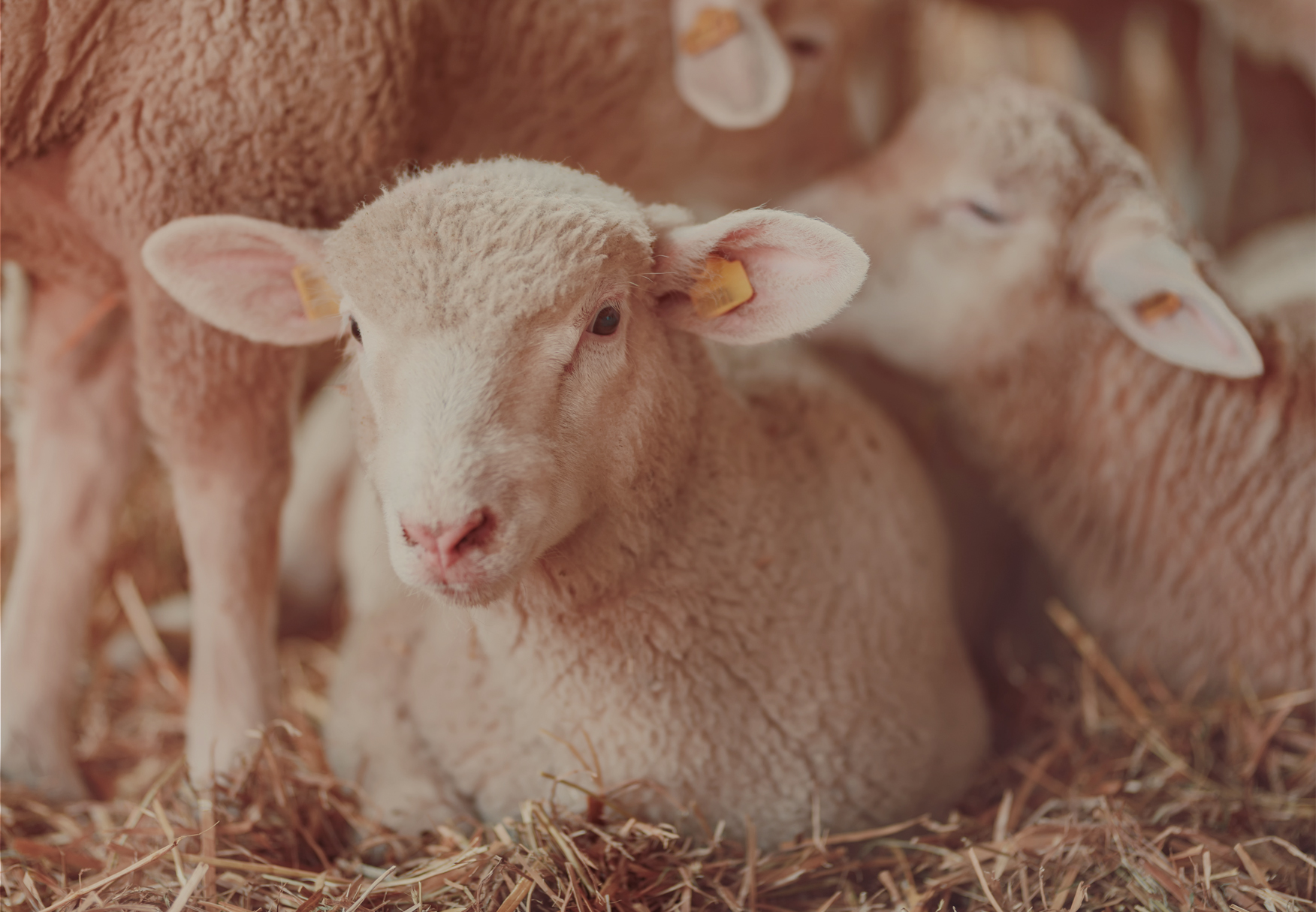 Home - Ganados Macuto