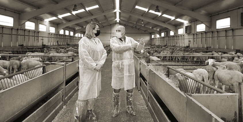 Gestión de retirada y destrucción de cadáveres